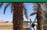اشجار ونخيل وشبوك